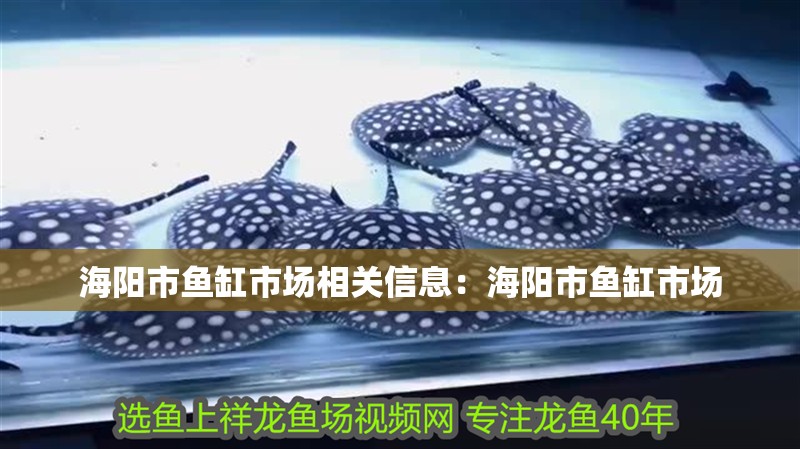 海陽市魚缸市場相關信息：海陽市魚缸市場