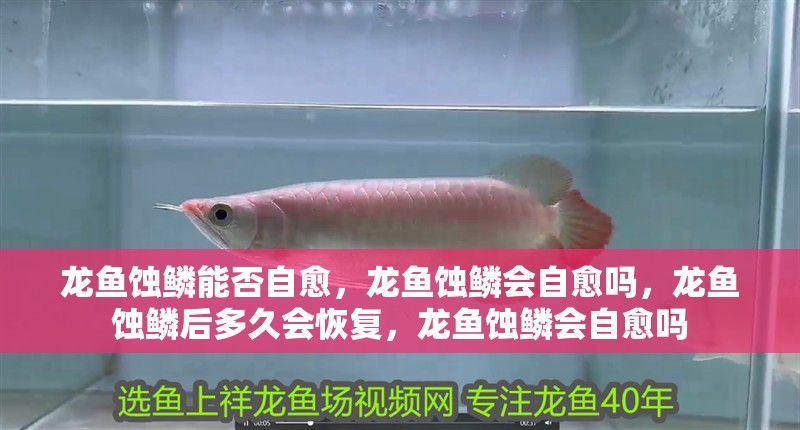 龍魚蝕鱗能否自愈，龍魚蝕鱗會自愈嗎，龍魚蝕鱗后多久會恢復(fù)，龍魚蝕鱗會自愈嗎