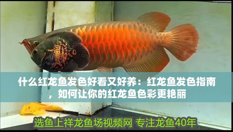 什么紅龍魚發(fā)色好看又好養(yǎng)：紅龍魚發(fā)色指南，如何讓你的紅龍魚色彩更艷麗