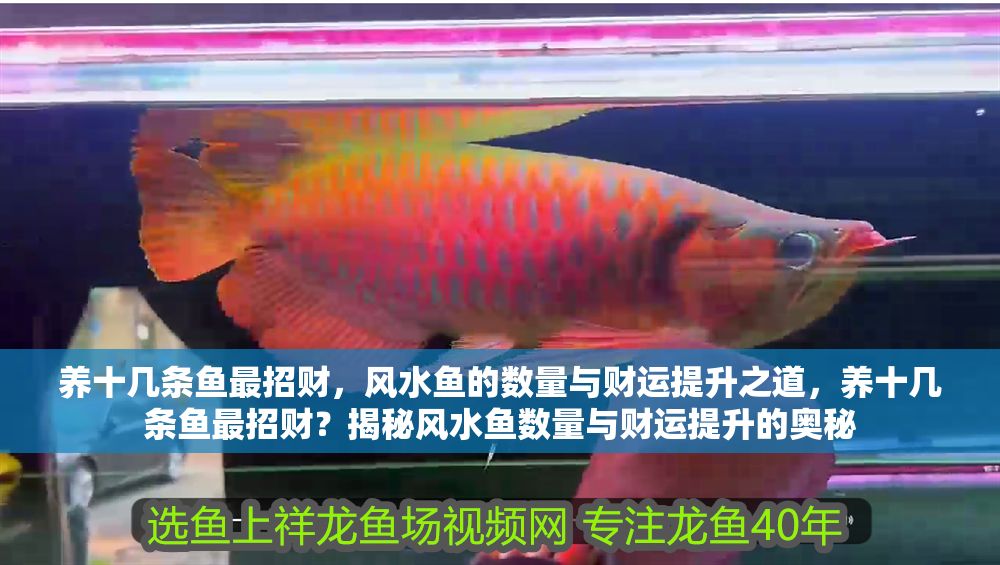 養(yǎng)十幾條魚最招財(cái)，風(fēng)水魚的數(shù)量與財(cái)運(yùn)提升之道，養(yǎng)十幾條魚最招財(cái)？揭秘風(fēng)水魚數(shù)量與財(cái)運(yùn)提升的奧秘