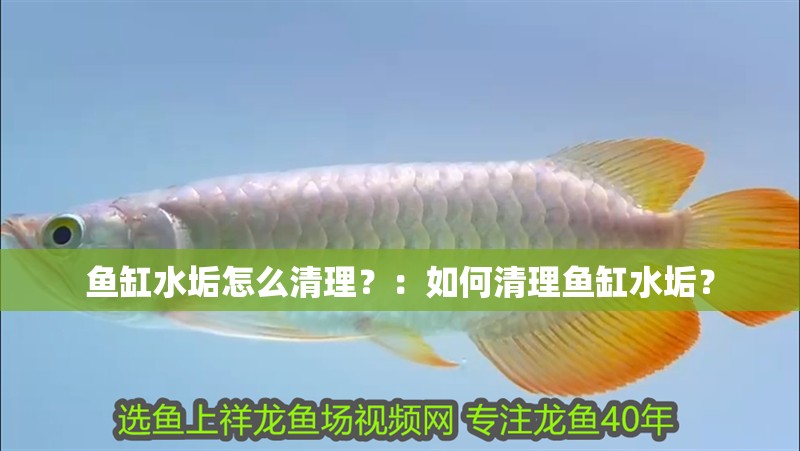 魚缸水垢怎么清理？：如何清理魚缸水垢？
