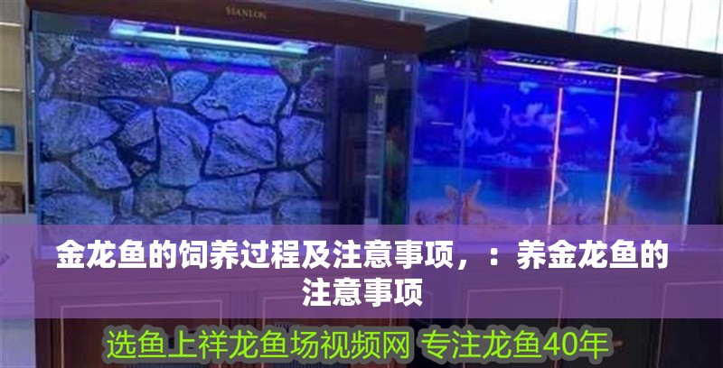 金龍魚的飼養(yǎng)過(guò)程及注意事項(xiàng)，：養(yǎng)金龍魚的注意事項(xiàng)