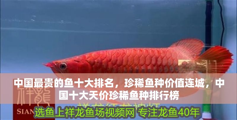 中國最貴的魚十大排名，珍稀魚種價值連城，中國十大天價珍稀魚種排行榜