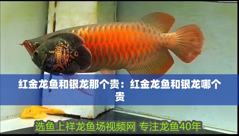 紅金龍魚和銀龍那個貴：紅金龍魚和銀龍哪個貴