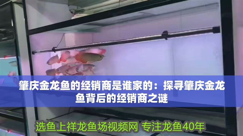 肇慶金龍魚的經銷商是誰家的：探尋肇慶金龍魚背后的經銷商之謎