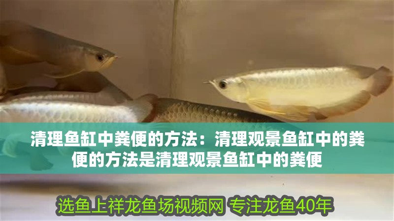 清理魚(yú)缸中糞便的方法：清理觀景魚(yú)缸中的糞便的方法是清理觀景魚(yú)缸中的糞便