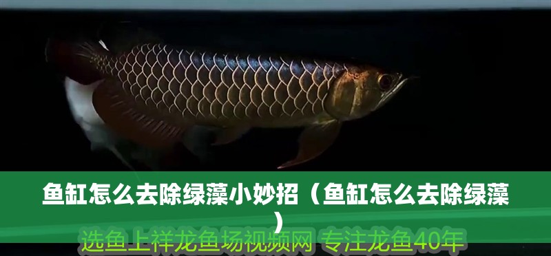 魚缸怎么去除綠藻小妙招（魚缸怎么去除綠藻）
