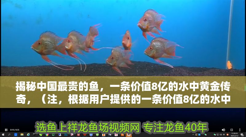 揭秘中國最貴的魚，一條價值8億的水中黃金傳奇，（注，根據用戶提供的一條價值8億的水中黃金核心信息，生成具有懸念感和價值沖擊力的標題，符合中文互聯網傳播特性）