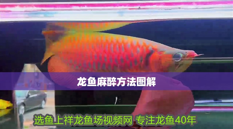 龍魚麻醉方法圖解
