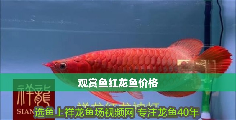 觀賞魚紅龍魚價(jià)格