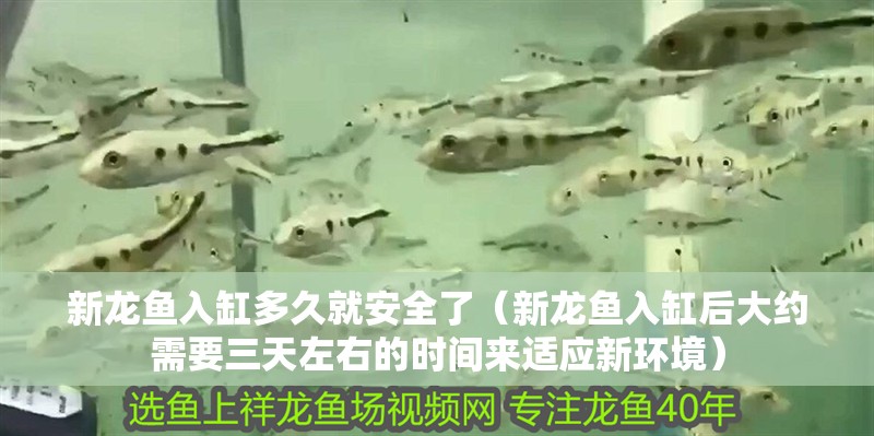 新龍魚入缸多久就安全了（新龍魚入缸后大約需要三天左右的時間來適應新環境）