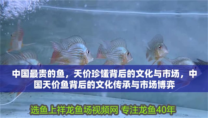 中國最貴的魚，天價珍饈背后的文化與市場，中國天價魚背后的文化傳承與市場博弈