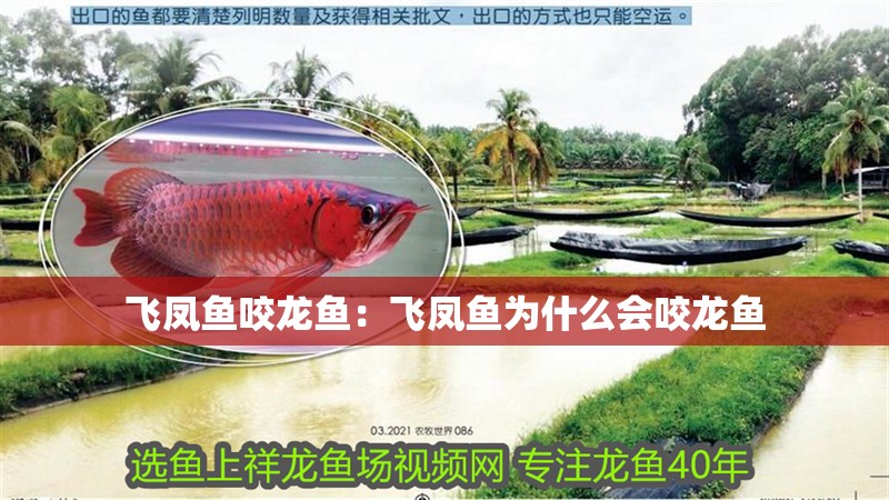 飛鳳魚咬龍魚：飛鳳魚為什么會咬龍魚