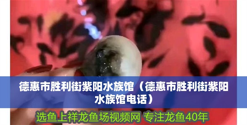 德惠市勝利街紫陽水族館（德惠市勝利街紫陽水族館電話）