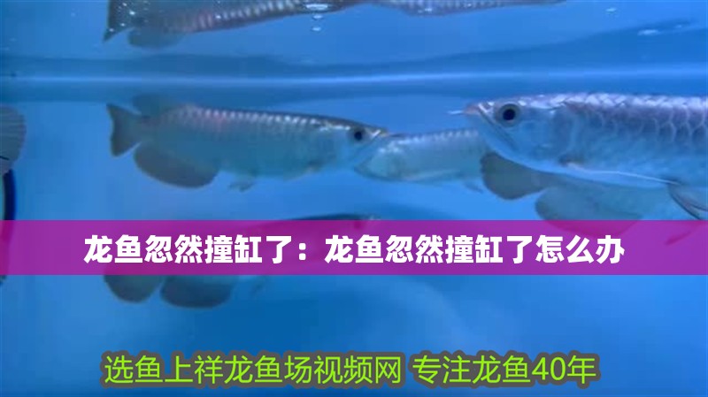 龍魚忽然撞缸了：龍魚忽然撞缸了怎么辦 龍魚忽然撞缸了：龍魚忽然撞缸了怎么辦 龍魚百科