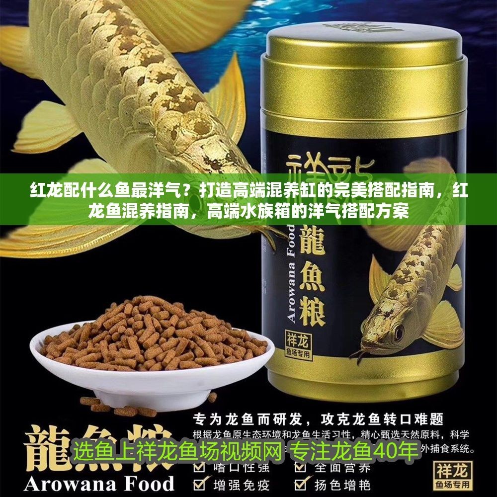 詳細閱讀:紅龍配什么魚最洋氣?打造高端混養(yǎng)缸的完美搭配指南,紅龍魚混養(yǎng)指南,高端水族箱的洋氣搭配方案 紅龍配什么魚最洋氣?打造高端混養(yǎng)缸的完美搭配指南,紅龍魚混養(yǎng)指南,高端水族箱的洋氣搭配方案