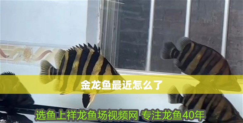 金龍魚最近怎么了