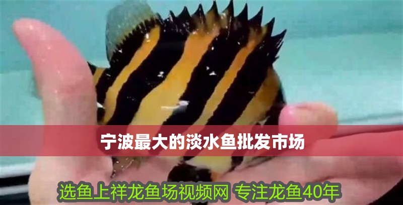 寧波最大的淡水魚批發(fā)市場(chǎng)
