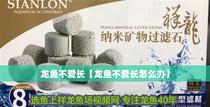 龍魚不愛長【龍魚不愛長怎么辦】