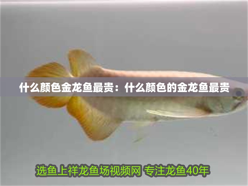 什么顏色金龍魚最貴：什么顏色的金龍魚最貴