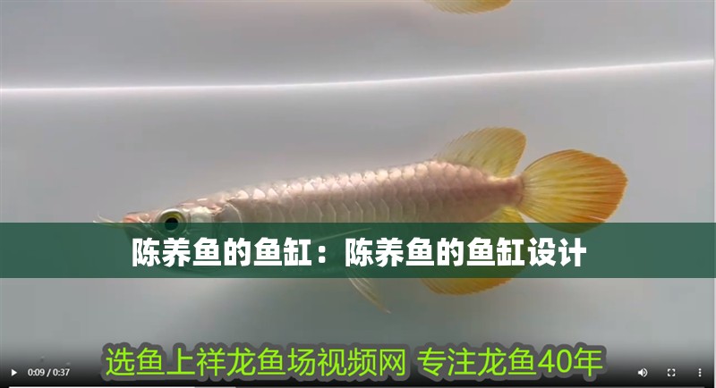 陳養魚的魚缸：陳養魚的魚缸設計