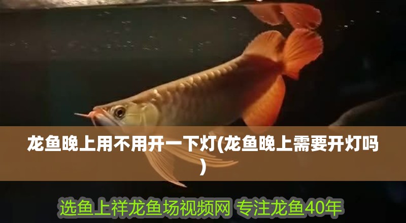 龍魚晚上用不用開一下燈(龍魚晚上需要開燈嗎)