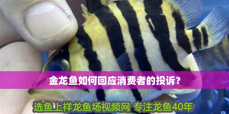 金龍魚如何回應消費者的投訴？