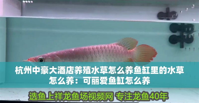 我的虎魚真菌感染了要怎么處理 杭州中豪大酒店養殖水草怎么養魚缸里的水草怎么養:可麗愛魚缸怎么養 魚缸百科 杭州中豪大酒店養殖水草怎么養魚缸里的水草怎么養:可麗愛魚缸怎么養 杭州中豪大酒店養殖水草怎么養魚缸里的水草怎么養:可麗愛魚缸怎么養 魚缸百科