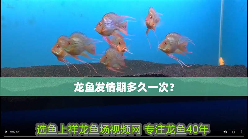 龍魚發(fā)情期多久一次？ 龍魚發(fā)情期多久一次？ 龍魚論壇