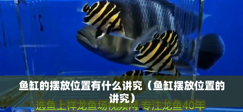 魚缸的擺放位置有什么講究（魚缸擺放位置的講究）