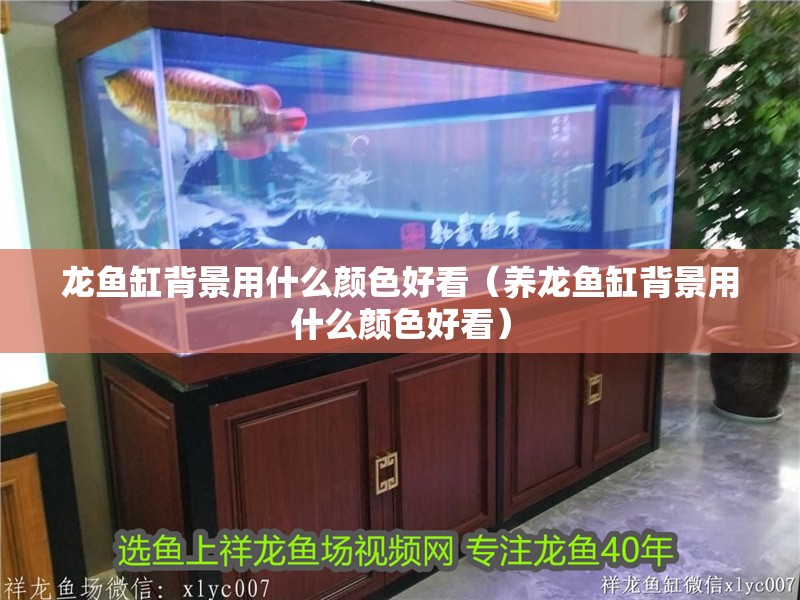 龍魚缸背景用什么顏色好看（養龍魚缸背景用什么顏色好看）