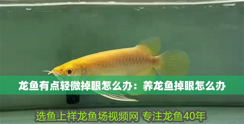 龍魚有點輕微掉眼怎么辦：養龍魚掉眼怎么辦