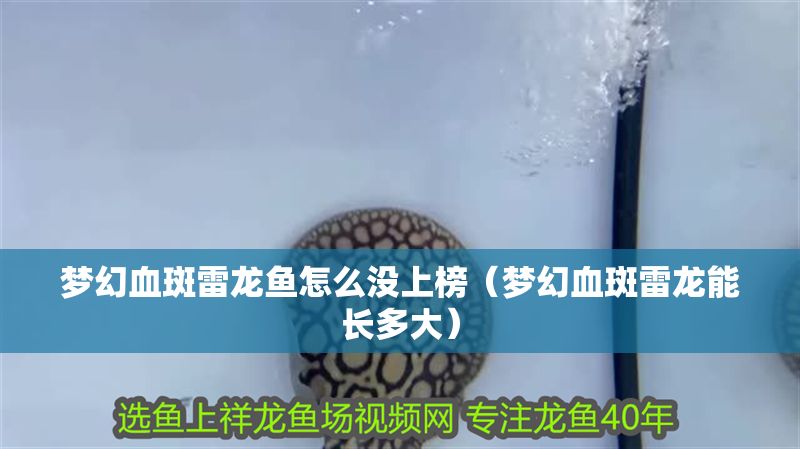 夢幻血斑雷龍魚怎么沒上榜（夢幻血斑雷龍能長多大） 夢幻血斑雷龍魚怎么沒上榜（夢幻血斑雷龍能長多大） 龍魚百科 第1張