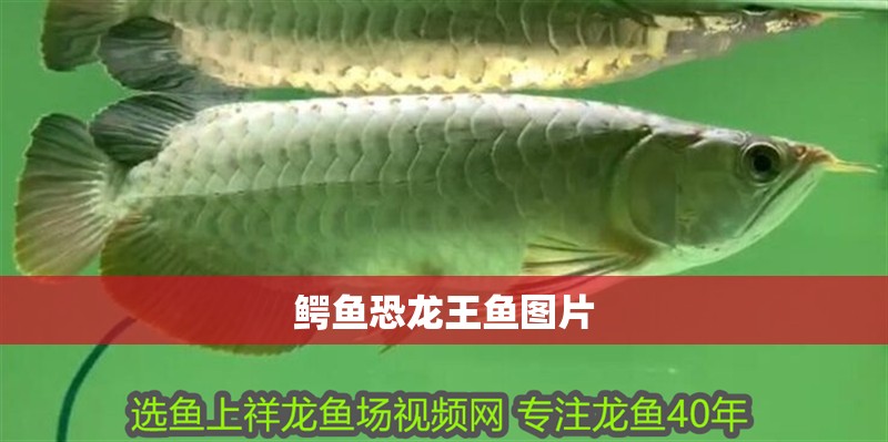 鱷魚恐龍王魚圖片