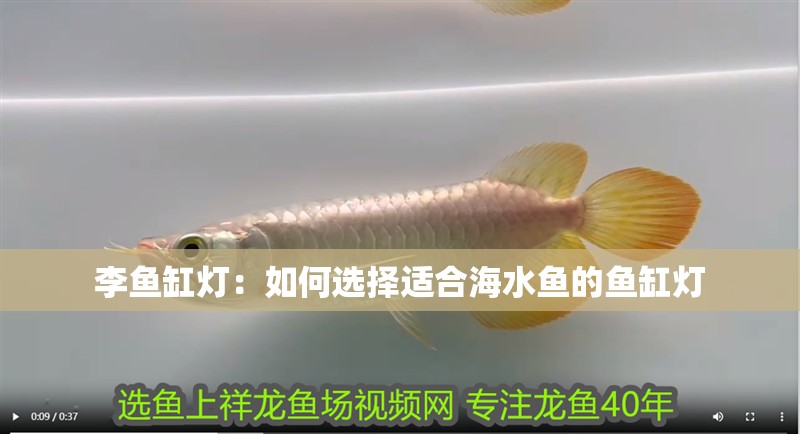 李魚缸燈：如何選擇適合海水魚的魚缸燈