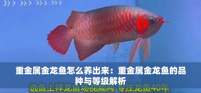 重金屬金龍魚怎么養(yǎng)出來：重金屬金龍魚的品種與等級解析