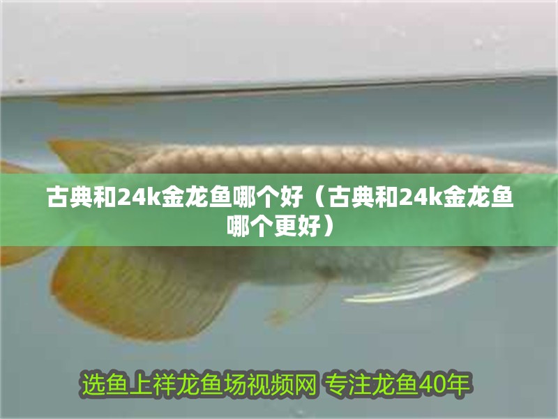 古典和24k金龍魚哪個好（古典和24k金龍魚哪個更好）