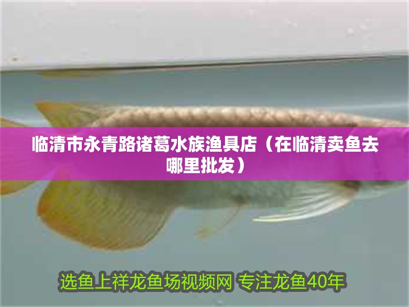 臨清市永青路諸葛水族漁具店（在臨清賣魚去哪里批發(fā)）