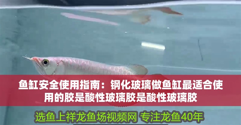 魚缸安全使用指南：鋼化玻璃做魚缸最適合使用的膠是酸性玻璃膠是酸性玻璃膠