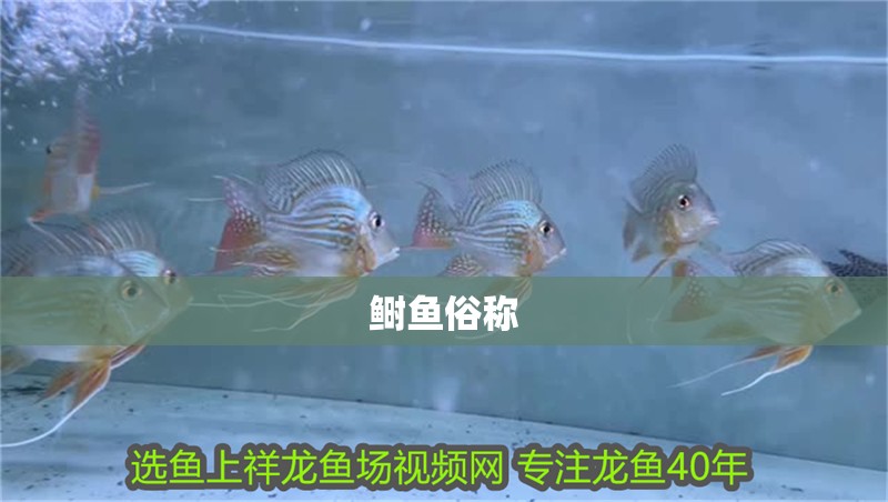 鰣魚俗稱