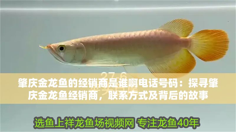 肇慶金龍魚的經銷商是誰啊電話號碼：探尋肇慶金龍魚經銷商，聯系方式及背后的故事