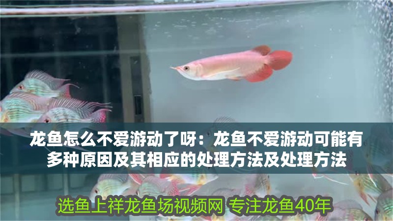 龍魚怎么不愛游動(dòng)了呀：龍魚不愛游動(dòng)可能有多種原因及其相應(yīng)的處理方法及處理方法