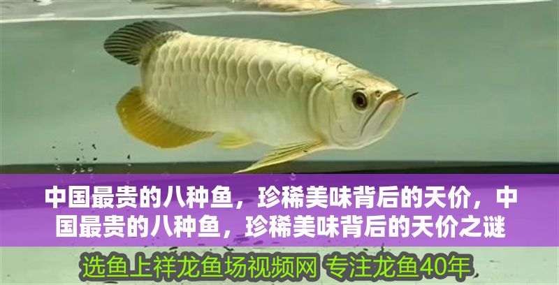 中國(guó)最貴的八種魚，珍稀美味背后的天價(jià)，中國(guó)最貴的八種魚，珍稀美味背后的天價(jià)之謎