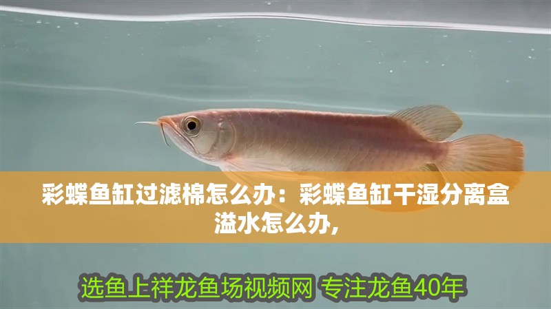 彩蝶魚缸過濾棉怎么辦：彩蝶魚缸干濕分離盒溢水怎么辦,