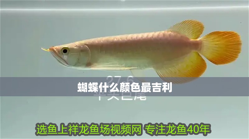 蝴蝶什么顏色最吉利 蝴蝶什么顏色最吉利 龍魚論壇