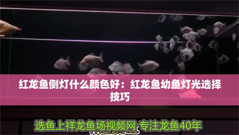 紅龍魚側燈什么顏色好：紅龍魚幼魚燈光選擇技巧