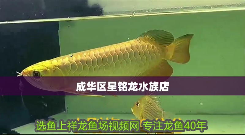 成華區星銘龍水族店