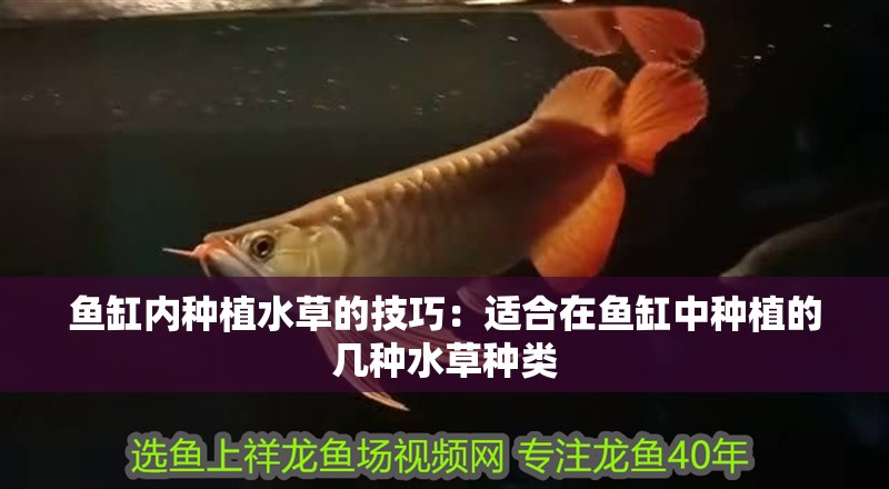 魚缸內種植水草的技巧：適合在魚缸中種植的幾種水草種類