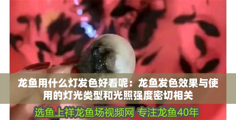龍魚(yú)用什么燈發(fā)色好看呢：龍魚(yú)發(fā)色效果與使用的燈光類型和光照強(qiáng)度密切相關(guān)