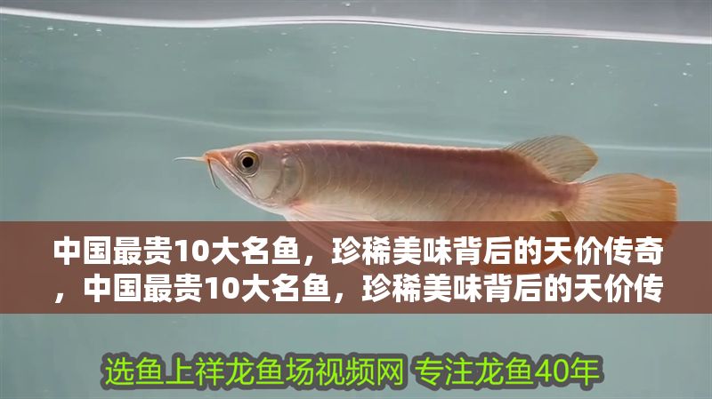 中國(guó)最貴10大名魚，珍稀美味背后的天價(jià)傳奇，中國(guó)最貴10大名魚，珍稀美味背后的天價(jià)傳奇